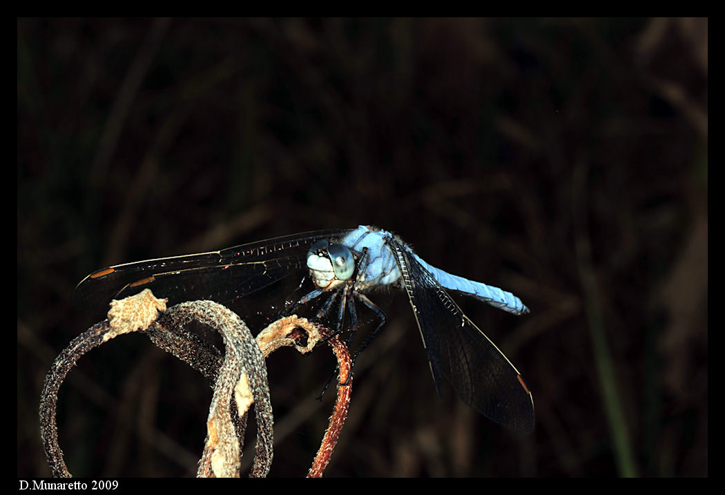 Libellula...di notte!